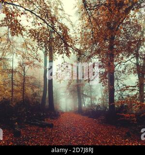 Footpath in misty autumn forest at dawn Stock Photo