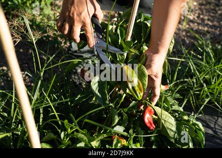 Hands of male chef cutting jalapeno pepper from plants in orchard Stock Photo