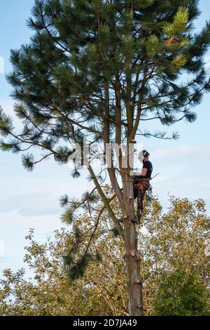 EAST GRINSTEAD, WEST SUSSEX/UK - OCTOBER 10 : Workman cutting down a pine tree in a garden in East Grinstead on October 10, 2020. One unidentified man Stock Photo