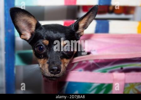 Miniature pinscher is sitting in a bowling bag. Pet animals. Stock Photo