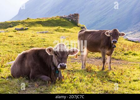 Portrait of two cows relaxing on grass in Swiss Alps Stock Photo