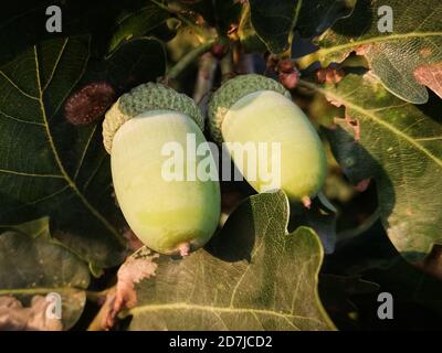 two acorns enjoying the sunet, macrophotography Stock Photo