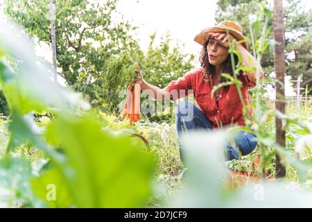Beautiful woman wiping sweat while harvesting organic carrots at vegetable garden Stock Photo