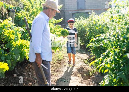 Grandfather and grandson picking vegetables in community garden Stock Photo