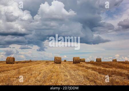 Harvested wheat field with straw rollers against a stormy sky.
