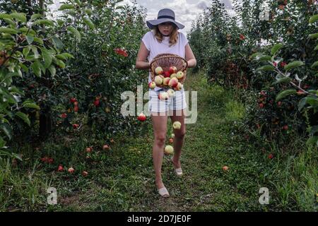 Apples falling from basket held by woman in orchard Stock Photo