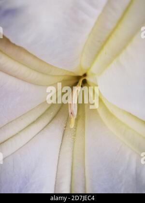 In the heart of a moonflower, Ipomoea alba, macrophotography Stock Photo