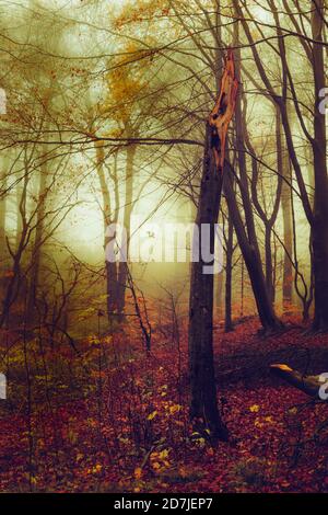 Tree stump in misty autumn forest at dawn Stock Photo