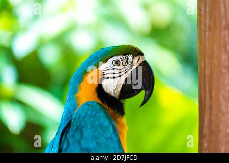 Blue yellow parrot macaw sitting on branch. Stock Photo