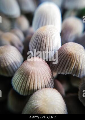 little skirts mushrooms in the forest, autumn, macro photography Stock Photo