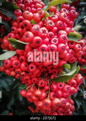 Red fruits of a scarlet firethorn, Pyracantha coccinea, macrophotography Stock Photo
