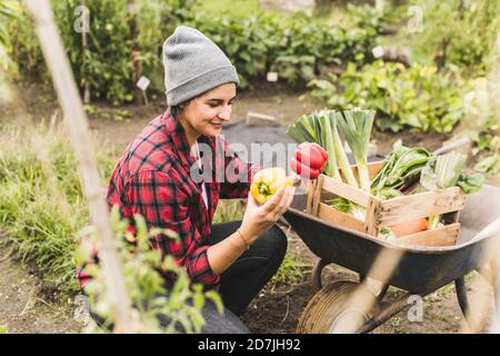 Young woman picking bell peppers in vegetable garden Stock Photo