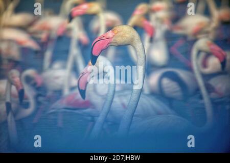 Greater flamingos (Phoenicopterus roseus) in water on sunny day Stock Photo