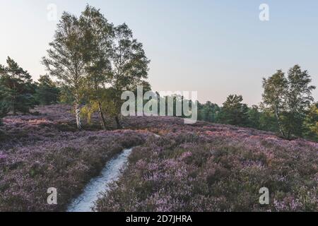 Germany, Hamburg, Fischbeker Heide, Heather field and trees at sunrise Stock Photo