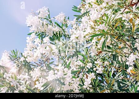 white Nerium oleander flowers on branch with blue sky Stock Photo