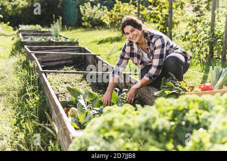 Smiling young woman picking vegetables from raised bed in community garden Stock Photo