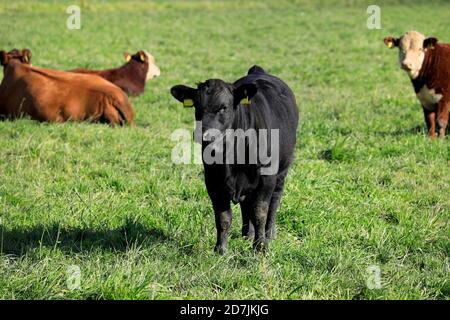 Young Aberdeen angus bull grazing in green field among cattle. Stock Photo