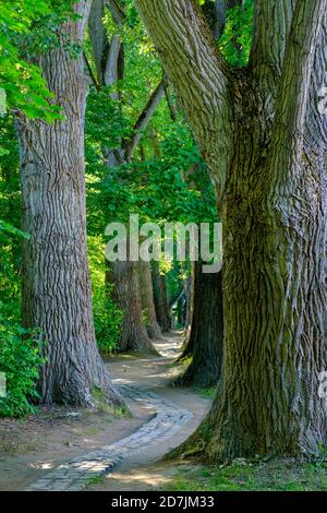 Paved footpath winding between trees in English Garden Stock Photo