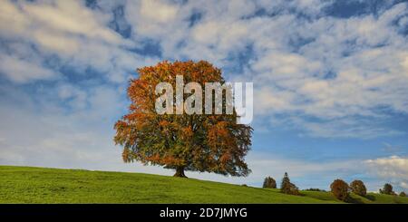 Panorama of European beech (Fagus sylvatica) in autumn Stock Photo