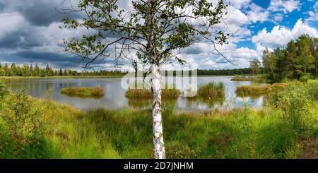 Germany, Baden-Wurttemberg, Bad Wurzach, Birch tree growing on grassy shore of Riedsee lake in Wurzacher Ried nature reserve Stock Photo