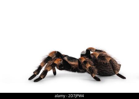 Side View Of Moving Mexican Redknee Tarantula Aka Brachypelma Hamorii ...