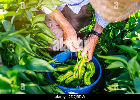 Senior man collecting peppers in bucket while standing at vegetable garden Stock Photo