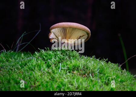 Brown mushroom growing on forest floor Stock Photo