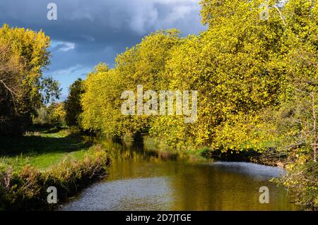 Golden late afternoon light illuminates the autumn leaves on the trees along the River Itchen near Garnier Road in Winchester, Hampshire, England. Stock Photo