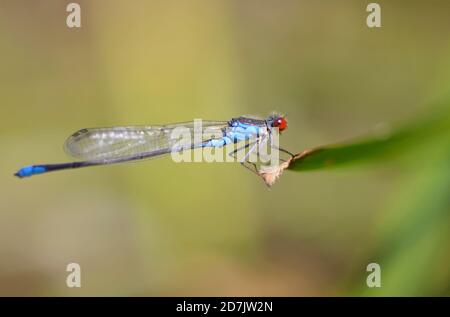Small red eyed damselfly sitting on river plant leaf, blurred background Stock Photo