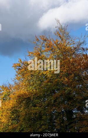 Colourful autumn leaves on the trees contrast against blue sky late afternoon light. Stock Photo