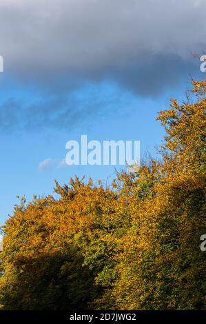 Colourful autumn leaves on the trees contrast against blue sky late afternoon light. Stock Photo