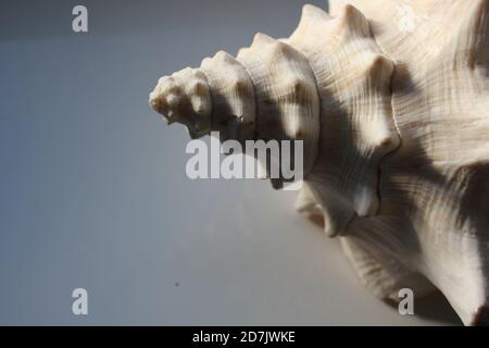 conch shell from side tip point with copy space Stock Photo - Alamy