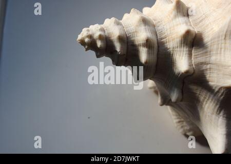conch shell from side tip point with copy space Stock Photo - Alamy