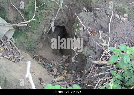 tree guards and damage from wild rabbits and hares digging warrens Stock Photo