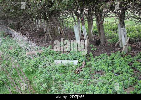 tree guards and damage from wild rabbits and hares digging warrens Stock Photo