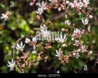 Blossom flowers and bud of Saxifraga umbrosa or urbium close up with green leaves , selective focus, bokeh background Stock Photo