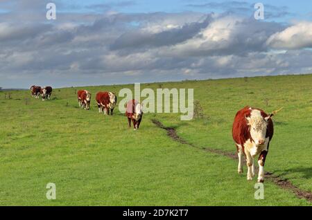 Hereford Cattle walking in a line on a grassy hilltop Stock Photo