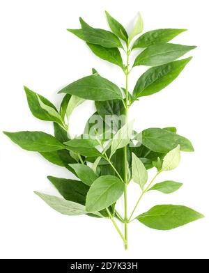Andrographis paniculata plant on white background,top view Stock Photo