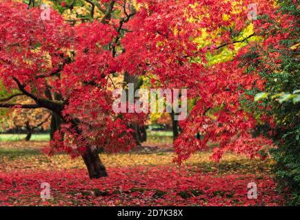 The bright red autumn leaves of Acer Palmatum Matsumurae in The Acer Glade at Westonbirt, The National Arboretum, Gloucestershire, England, UK Stock Photo