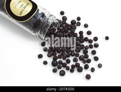 JUNIPER BERRIES AGAINST WHITE BACKGROUND Stock Photo