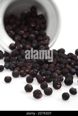 JUNIPER BERRIES AGAINST WHITE BACKGROUND Stock Photo