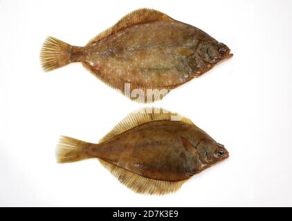 FRESH BRILL AGAINST WHITE BACKGROUND Stock Photo