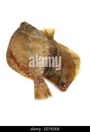 FRESH BRILL AGAINST WHITE BACKGROUND Stock Photo