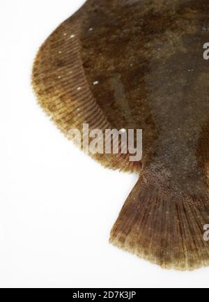 FRESH BRILL AGAINST WHITE BACKGROUND Stock Photo