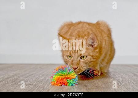Cute ginger cat looking curious to a toy ball. Stock Photo