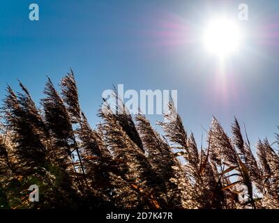 Yellow dry reeds against the blue sky on a sunny day. Stock Photo