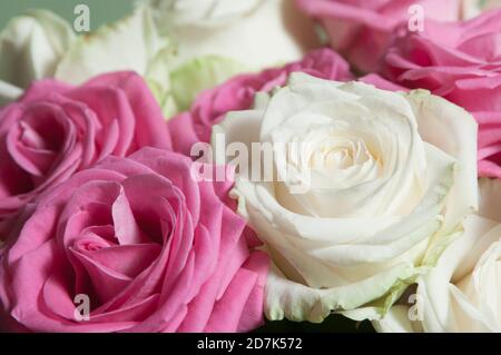Roses posy over green background, closeup shot Stock Photo