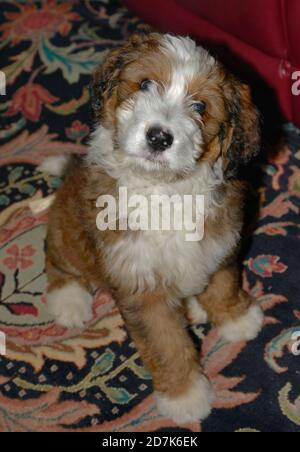 Bernedoodle dog Stock Photo