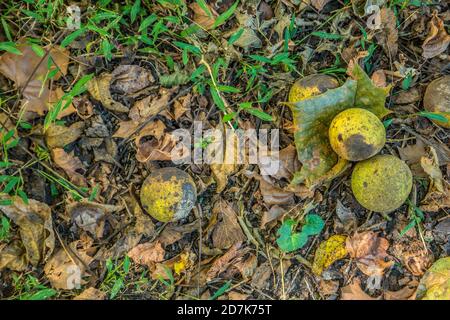 Looking down at raw walnuts in the green outer shells laying on the forest floor rotting with mold closeup Stock Photo