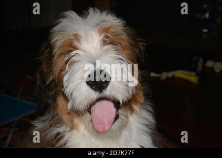 Bernedoodle dog Stock Photo